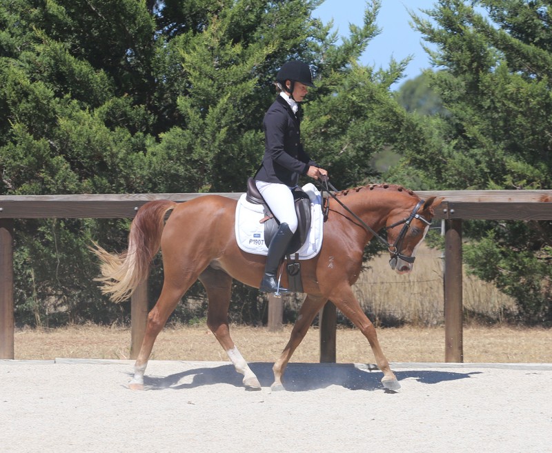 Dressage Ponies For Sale, Youngstock Ponies For Sale Skyline Park