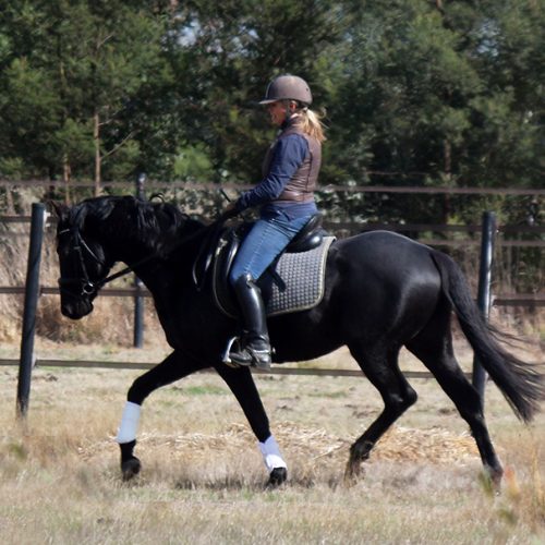 Under Saddle as a 3yo freshly broken.
