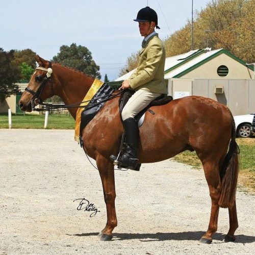 Reserve Champion ridden Arabian Riding Pony - 2014 Arabian Extravaganza
