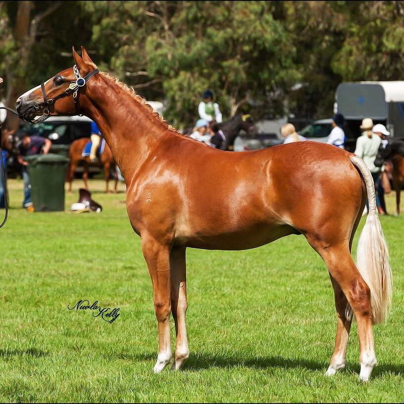 Skyline Park Kastano