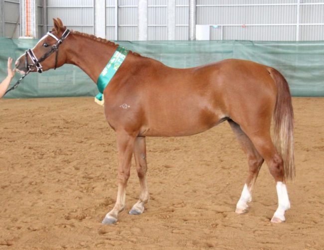 Starlet O’Hara 2 comp