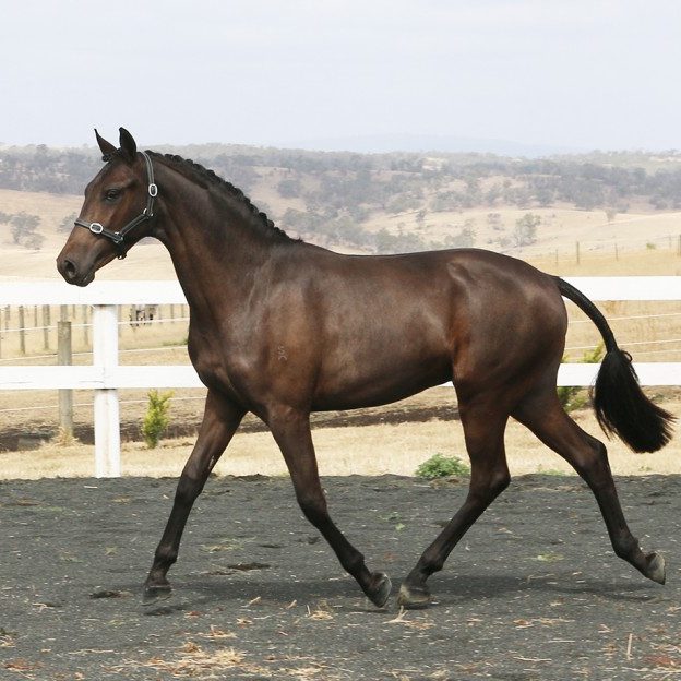 Skyline Park Mavro Gold