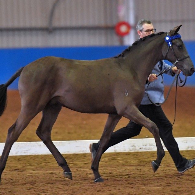 Dressage Ponies For Sale, Youngstock Ponies For Sale Skyline Park