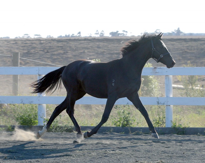 Dressage Ponies For Sale, Youngstock Ponies For Sale Skyline Park
