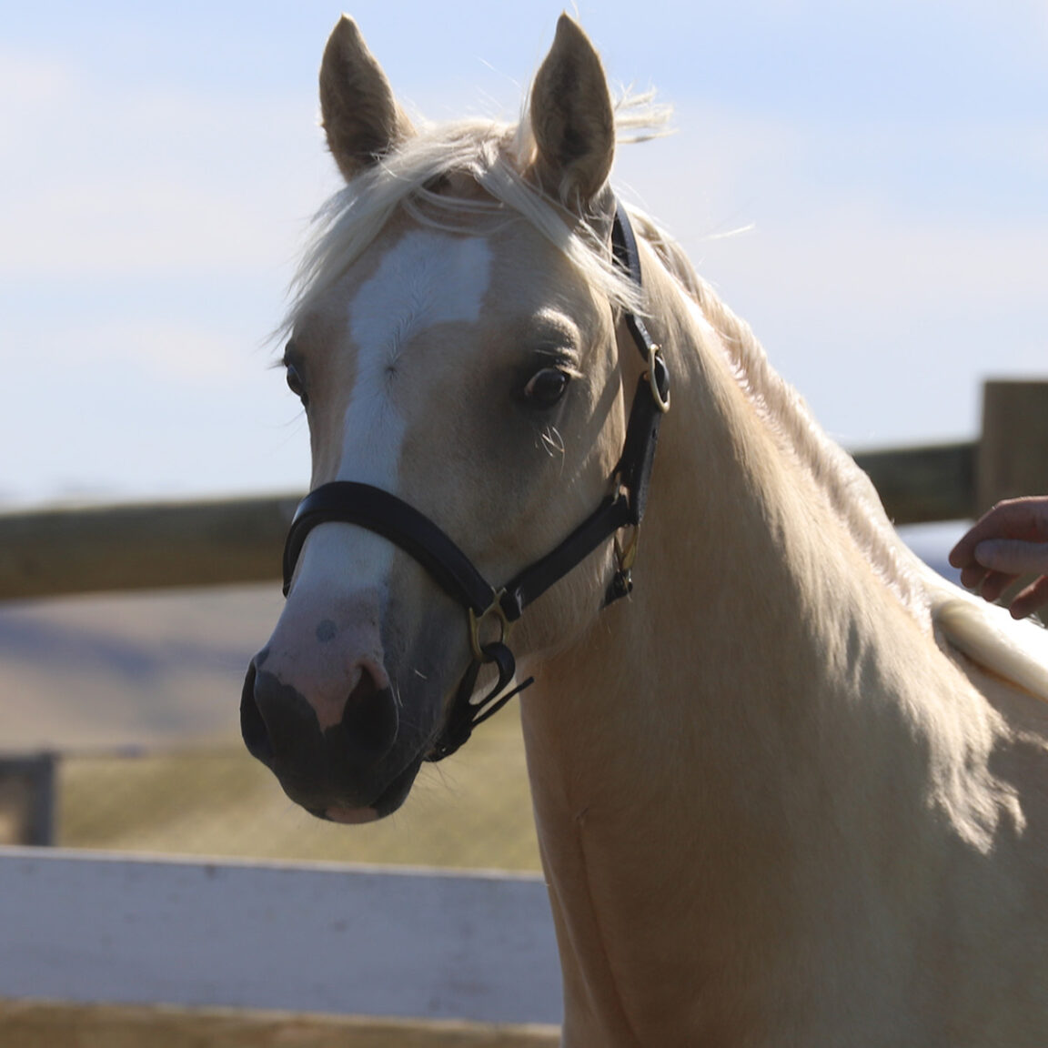 Dressage Ponies For Sale, Youngstock Ponies For Sale Skyline Park