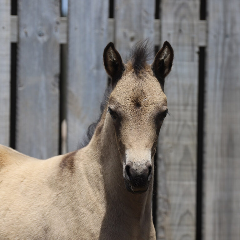 Dressage Ponies For Sale, Youngstock Ponies For Sale Skyline Park