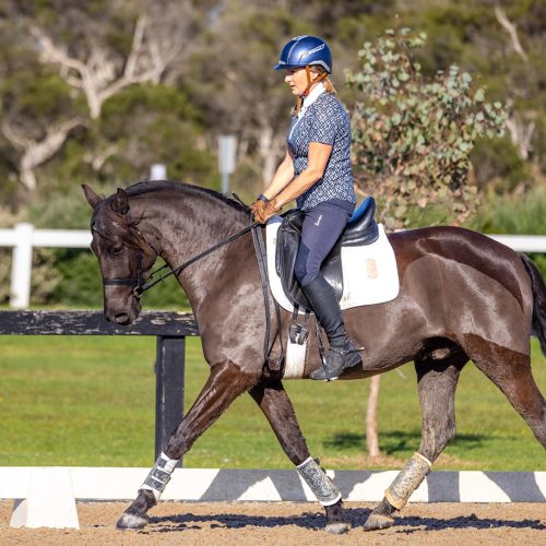 Skyline Park Mavro Gold - 4yo Gelding owned by Fiona Peppercopy Skyline Park Mavro Gold - 4yo Gelding owned by Fiona Pepper